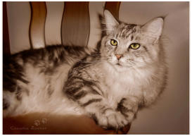 Main Coon Kater