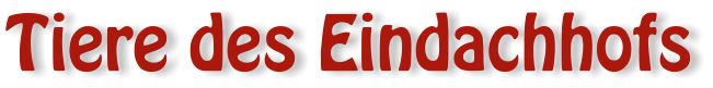 Tiere des Eindachhofs