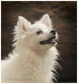 Irun, weißer Mittelspitz