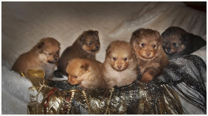 Spitzkinder aus 2 Würfen 