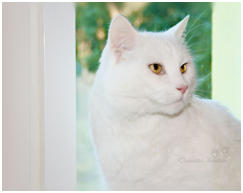 Ein Gast an unserem Küchenfenster