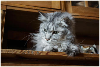 auf dem Küchenbuffet machen es sich Katzen bequem