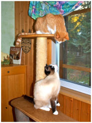 Samtpfoten-Bekanntschaft