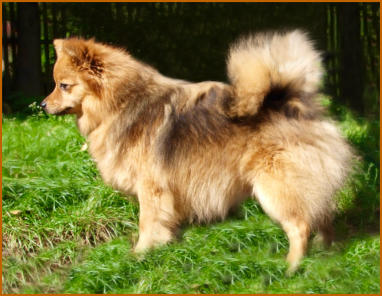 Athene XI am Jungfernbach