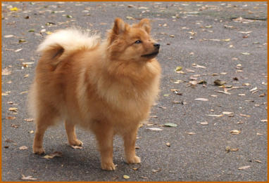 Zora am Jungfernbach