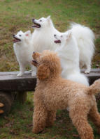 Unser Kleinpudel mit Spitzenbegleitung