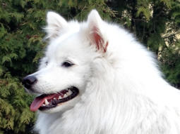 Motte am Jungfernbach