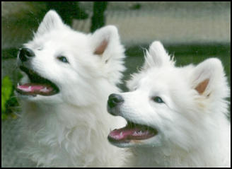 MINNIE MAUS und MULAN