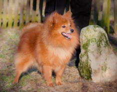 Unser Deckrüde Keldar, Rufname Pumuckel