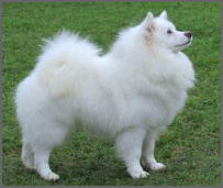 Hadschi am Jungfernbach