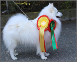 Gizmo am Jungfernbach