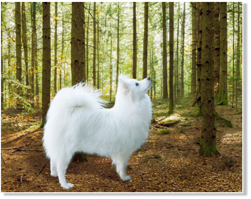 Layla am Jungfernbach