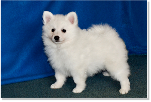 Unke am Jungfernbach