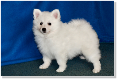 Unke am Jungfernbach